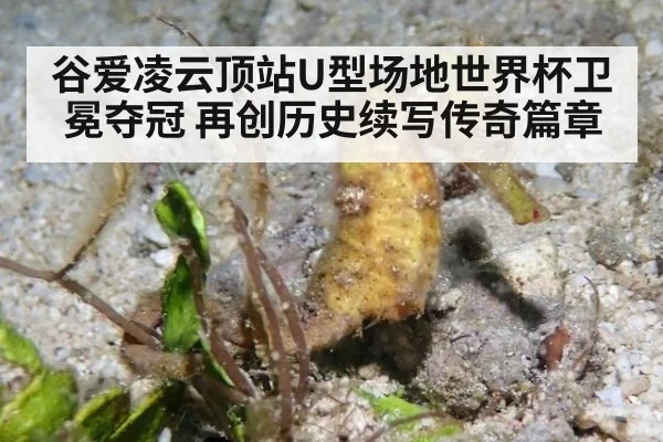 谷爱凌云顶站U型场地世界杯卫冕夺冠 再创历史续写传奇篇章